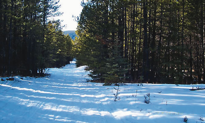 The sledding trails around Westlock weave through lovely forested areas. photo courtesy Cliff Bromberger
